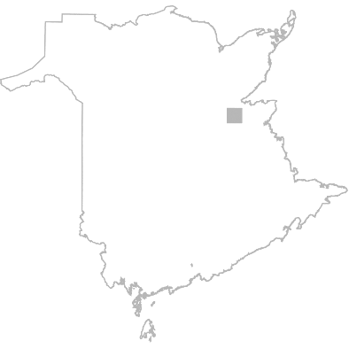 Miramichi